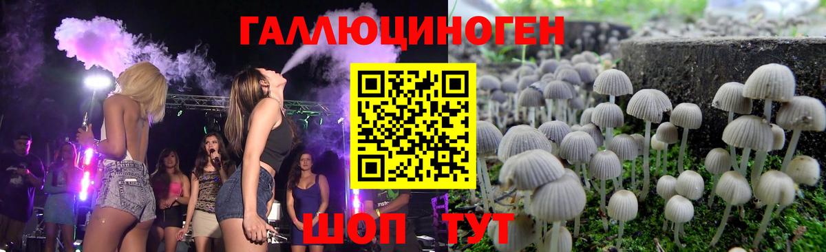 Псилоцибиновые грибы Psilocybine cubensis Абакан